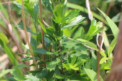 Artemisia japonica