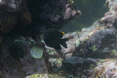 Plectroglyphidodon apicalis