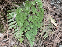 Adiantum andicola