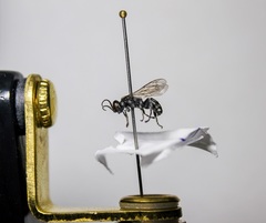 Tachysphex nigerrimus