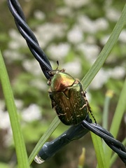 Cetonia aurata