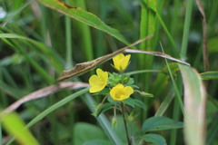 Lysimachia remota