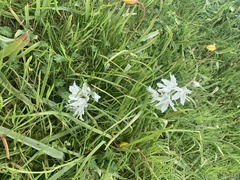 Ornithogalum nutans