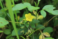 Lysimachia remota
