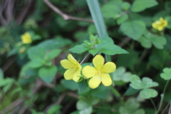 Lysimachia remota