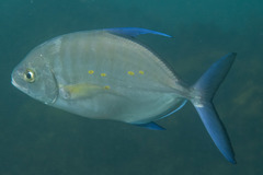 Ferdauia orthogrammus