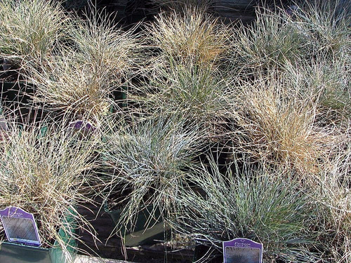 Representative image of Festuca arvernensis