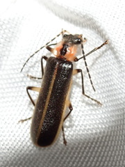 Podabrus basillaris