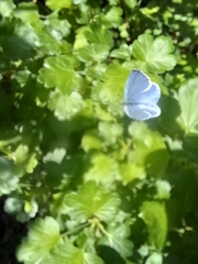 Celastrina argiolus