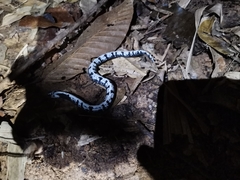 Asthenodipsas malaccanus