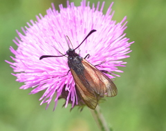 Zygaena purpuralis