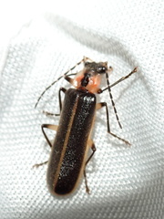Podabrus basillaris