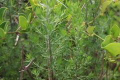 Artemisia capillaris