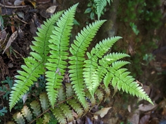 Dryopteris tenuicula