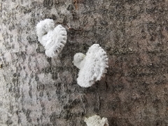 Schizophyllum commune