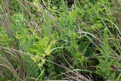 Artemisia capillaris