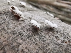 Schizophyllum commune
