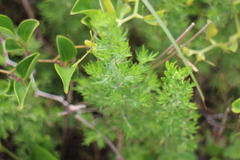 Artemisia capillaris