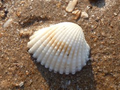 Tegillarca granosa