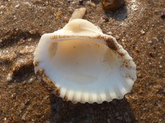 Tegillarca granosa