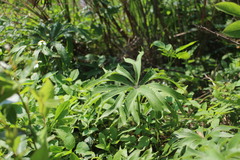 Syneilesis hayatae