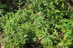 Syneilesis hayatae