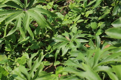 Syneilesis hayatae
