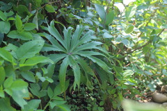 Syneilesis hayatae