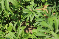 Syneilesis hayatae