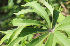 Syneilesis hayatae
