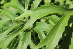 Syneilesis hayatae