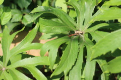 Syneilesis hayatae