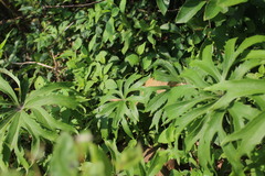 Syneilesis hayatae