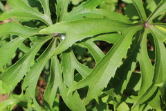 Syneilesis hayatae