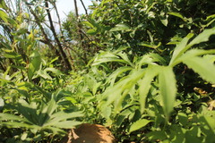 Syneilesis hayatae