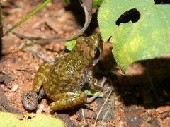 Eleutherodactylus interorbitalis