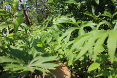 Syneilesis hayatae