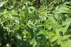 Syneilesis hayatae