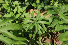 Syneilesis hayatae