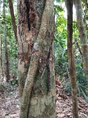 Tirachoidea biceps