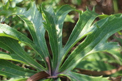 Syneilesis hayatae
