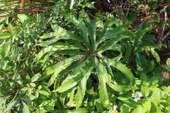 Syneilesis hayatae
