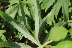 Syneilesis hayatae