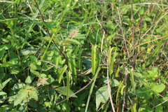 Dioscorea japonica