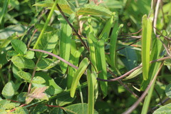 Dioscorea japonica