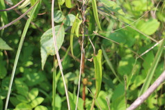 Dioscorea japonica