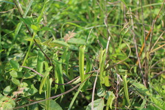 Dioscorea japonica