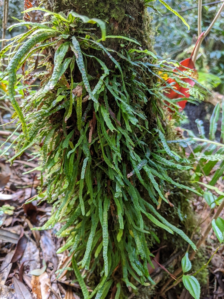 Oreogrammitis subevenosa (Oreogrammitis subevenosa)