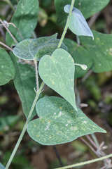 Wissadula hernandioides