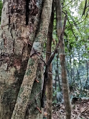 Tirachoidea biceps